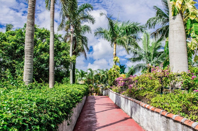 ナゴパイナップルパーク